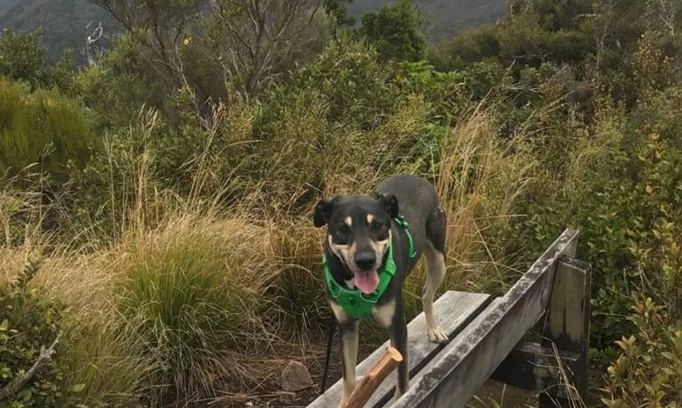 To Rivendell!, Wellington