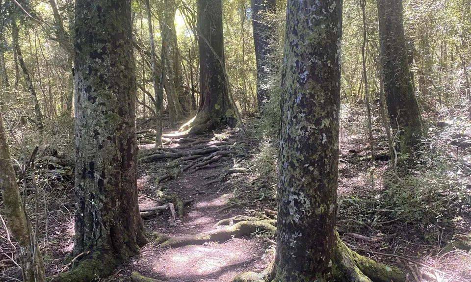 Whiskey Creek, Southland