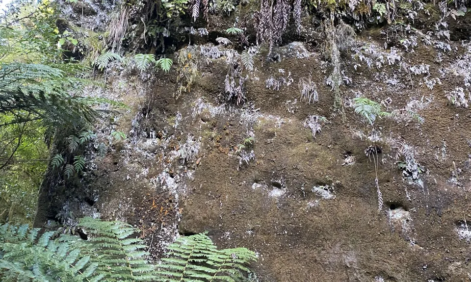 Ohakune Town/Forest Loop, Manawatu - Wanganui