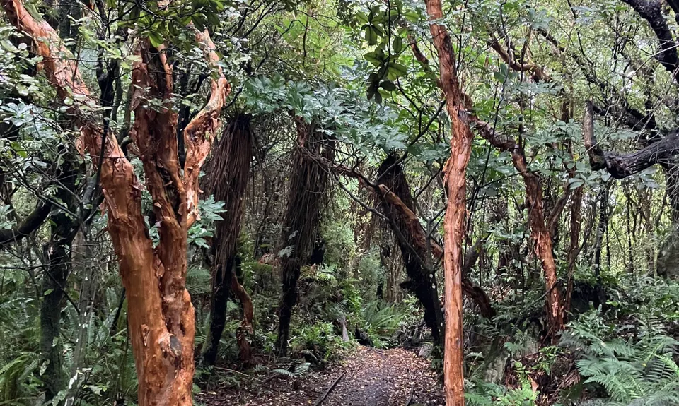 Mores Reserve Loop, Southland