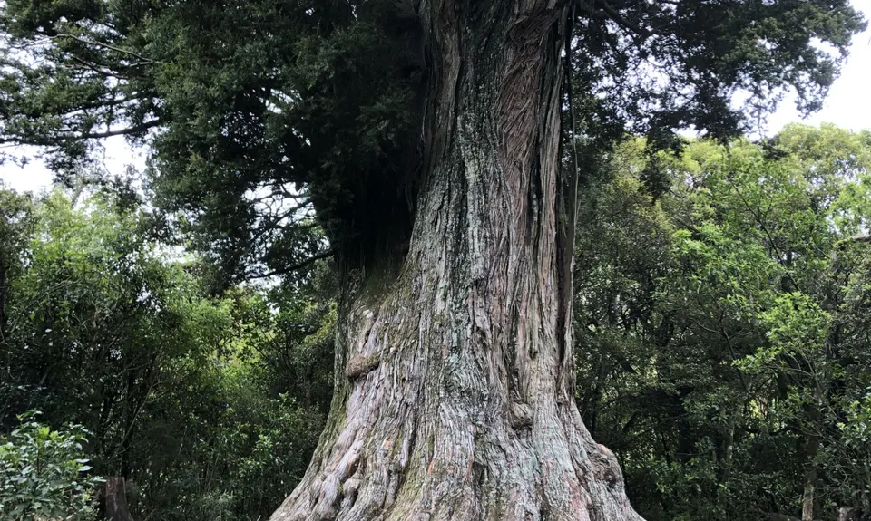 Montgomery Park Reserve, Canterbury
