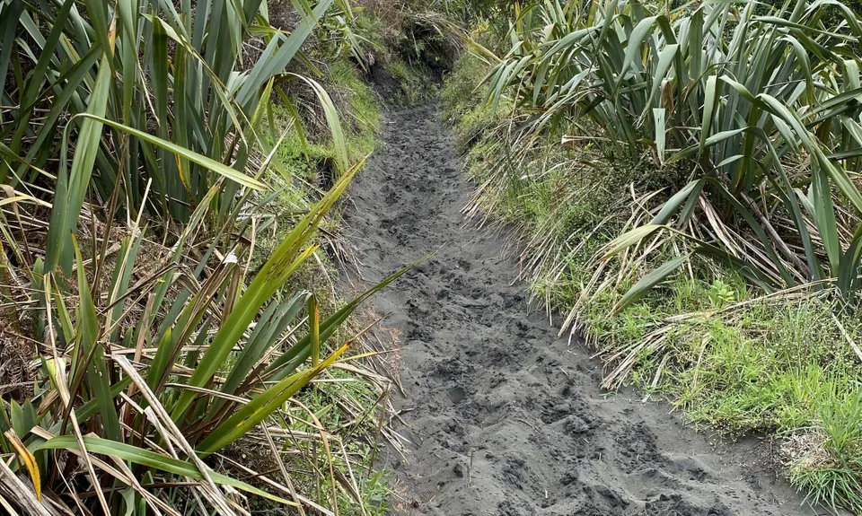 Te Henga Trail, Auckland