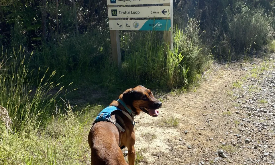 Fairy House Loop, Wellington