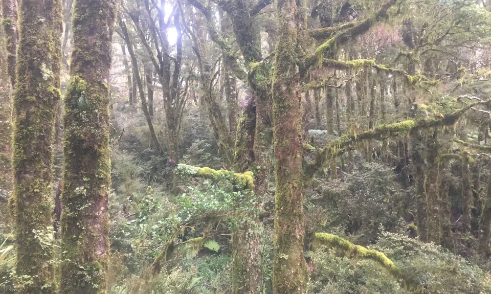 Croesus Crossing, West Coast