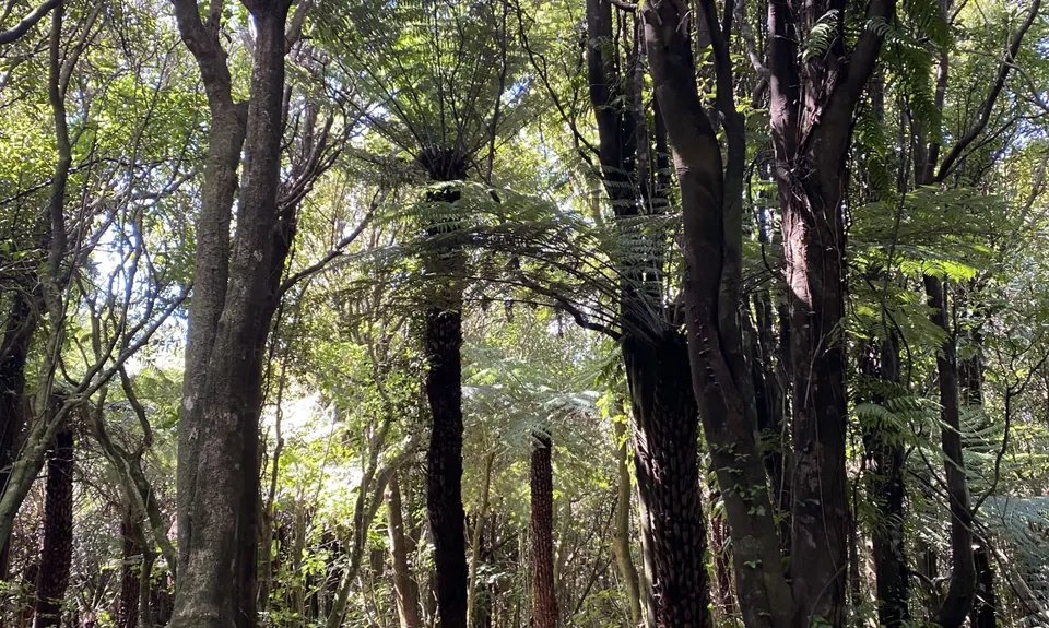 Colonial Knob Ultimate Stair Workout, Wellington