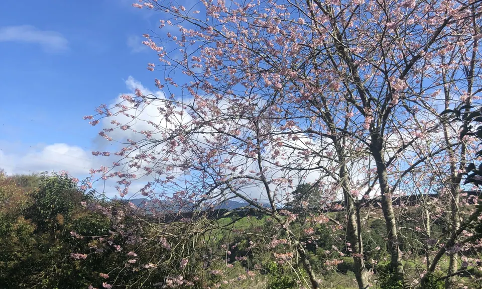 Little Waipa to Arapuni, Waikato