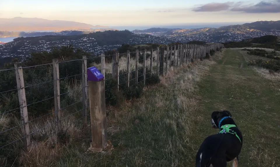 Chartwell-Skyline Loop, Wellington