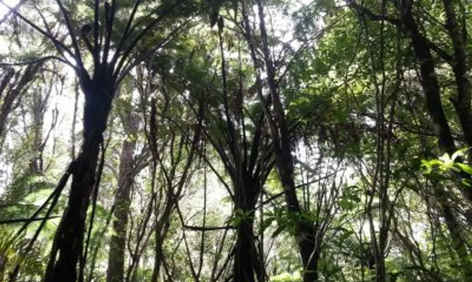 Fensham Reserve Loop, Wellington