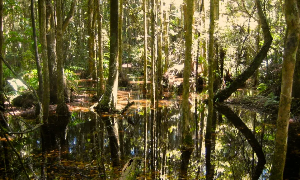 Fensham Reserve Loop, Wellington
