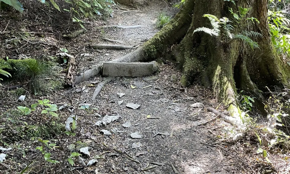 Fensham Reserve Loop, Wellington