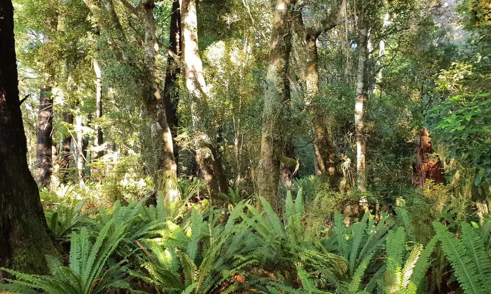 Hello Rotoroa, Tasman
