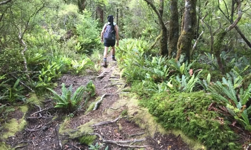 Holdsworth Lodge to Totara Flats Hut and return, Wellington