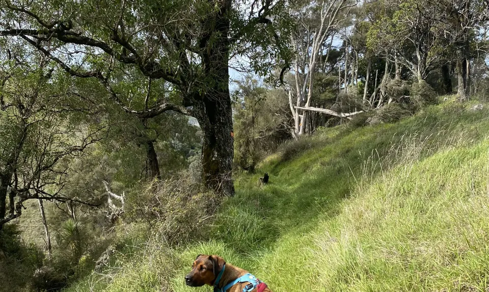 Rewanui Loops, Manawatu - Wanganui