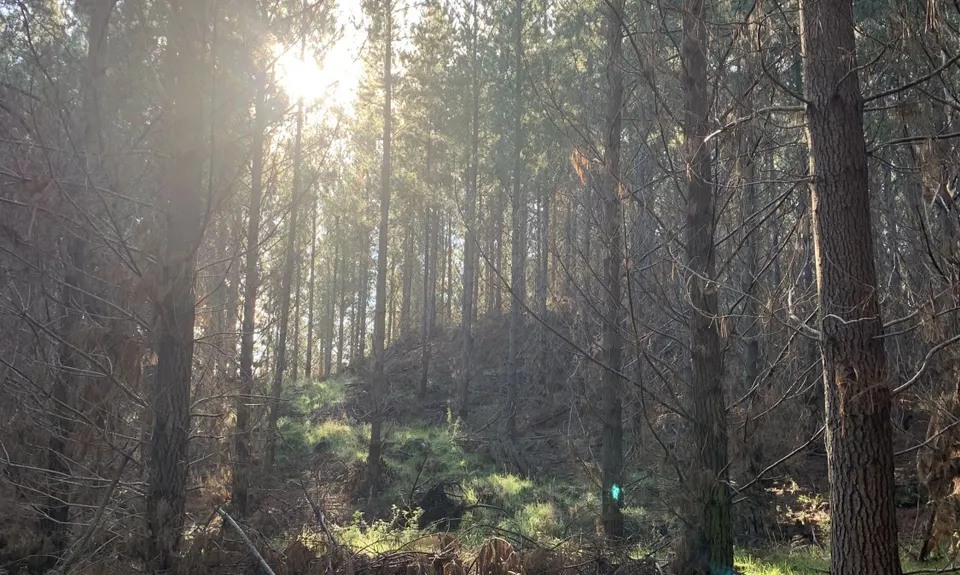 Waitarere Forest, Manawatu - Wanganui