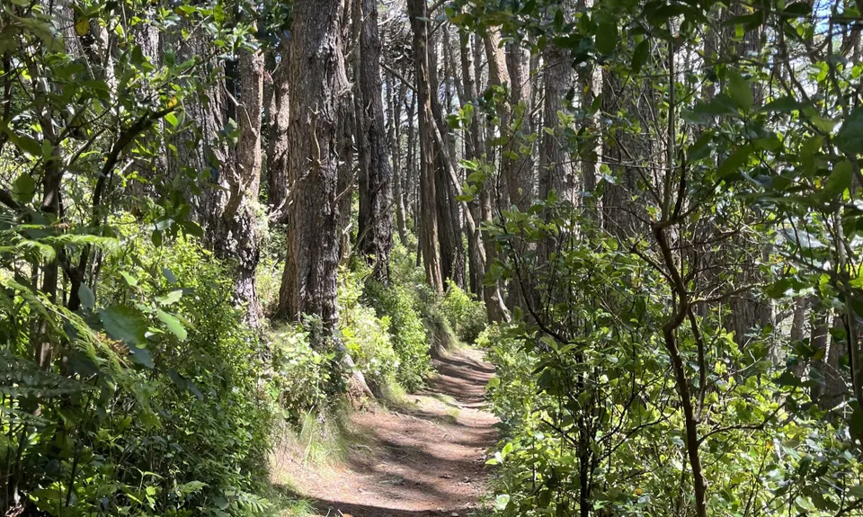 Full Wellington Skyline Trail , Wellington