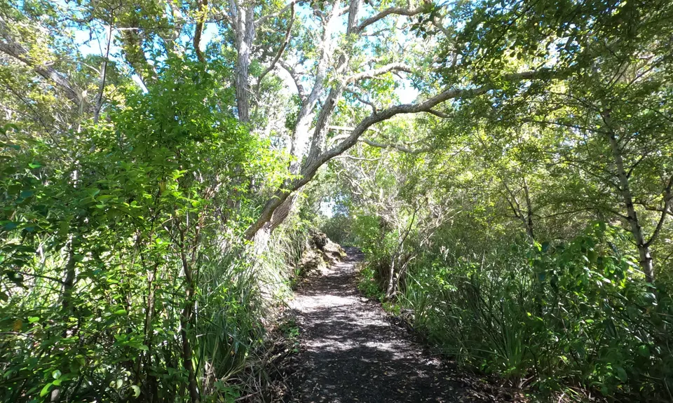 Rangitoto Romp, Auckland