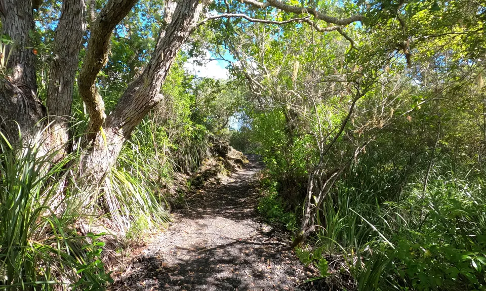 Rangitoto Romp, Auckland