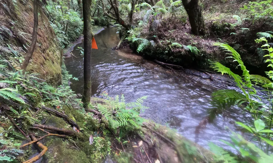 Tawarau River, Waikato