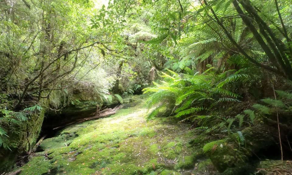 Tawarau River, Waikato