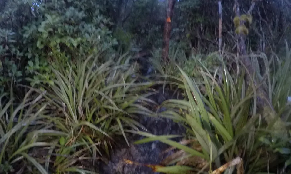 Mount Fox Route, West Coast