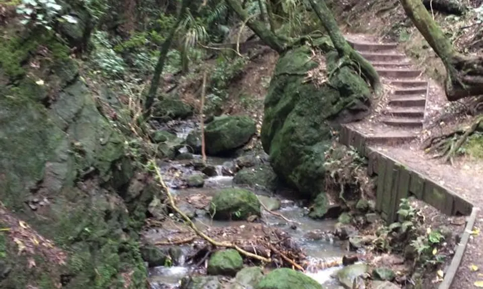 Manawatu Gorge Track, Manawatu - Wanganui