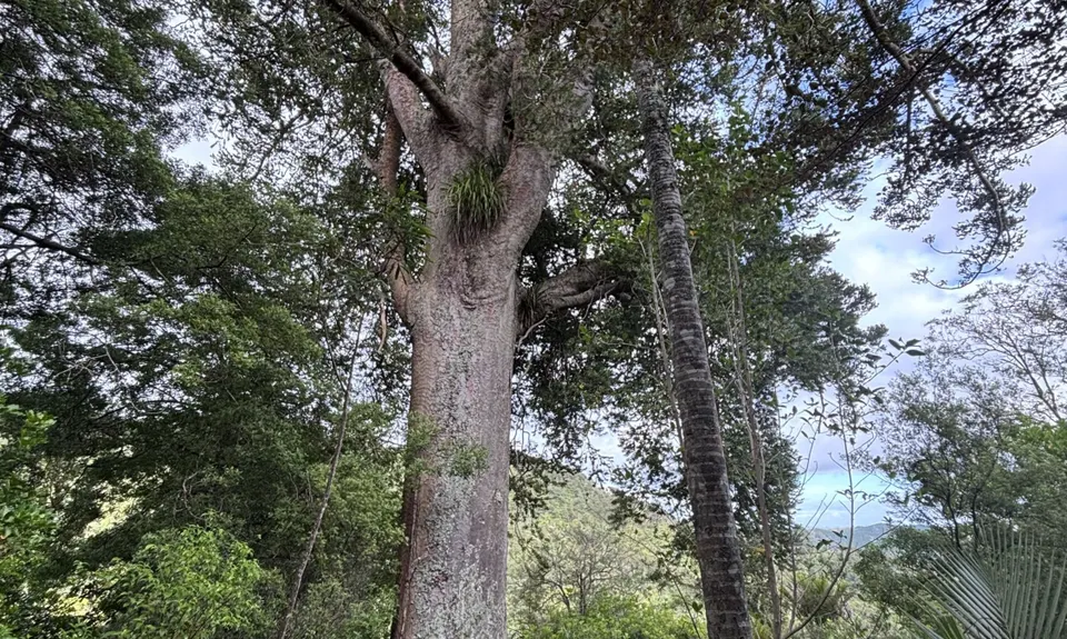 Hakarimata N-S Full Trail Loop , Waikato