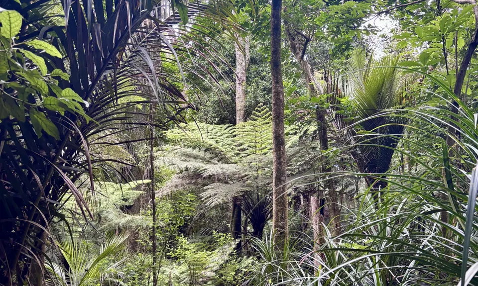 Hakarimata N-S Full Trail Loop , Waikato