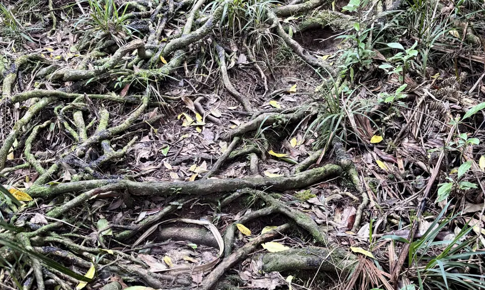 Hakarimata N-S Full Trail Loop , Waikato