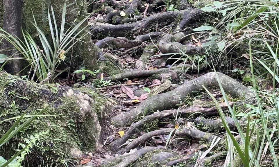 Hakarimata N-S Full Trail Loop , Waikato