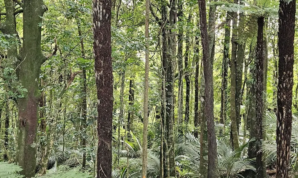 Hapuakohe Hills, Waikato