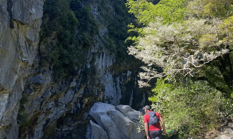 Harwoods Gold, Tasman