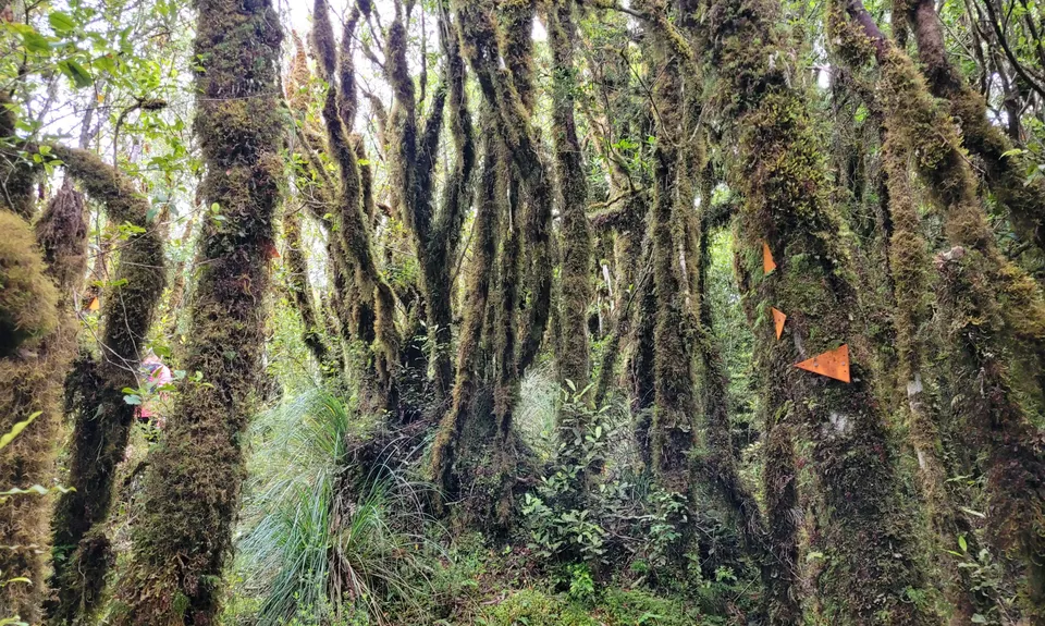 Hauhangaroa Happiness - Southern end, Manawatu - Wanganui