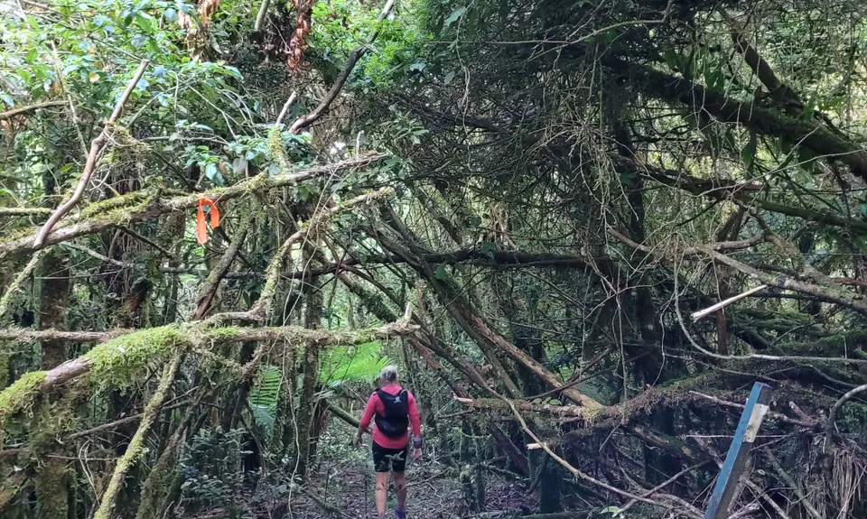 Hauhangaroa Happiness - Southern end, Manawatu - Wanganui
