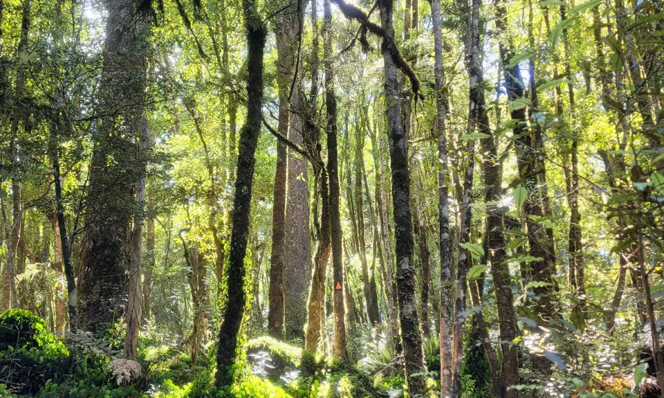 Hauhangaroa Happiness - Southern end, Manawatu - Wanganui