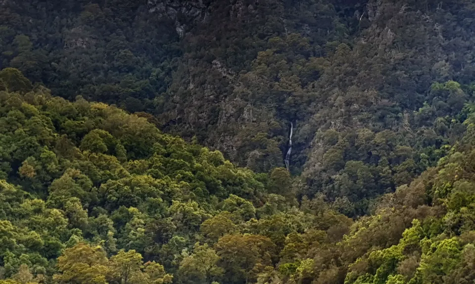 Waipori Falls Government Track, Otago