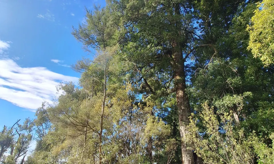 Hilly Hakarimata Loop, Waikato