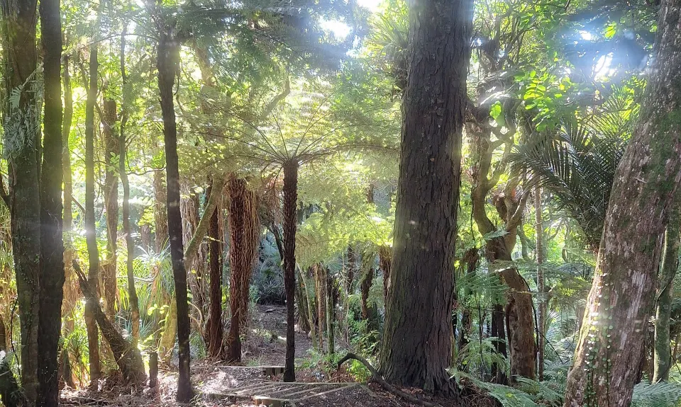 Hilly Hakarimata Loop, Waikato