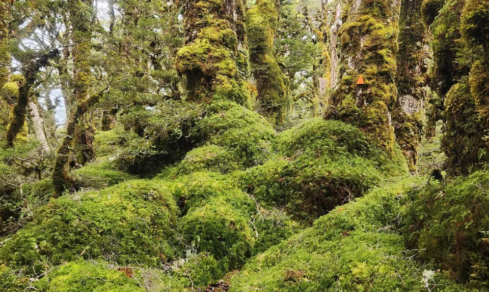 Hollyford Road - Routeburn Loop via Deadmans and Pass Creek, Southland