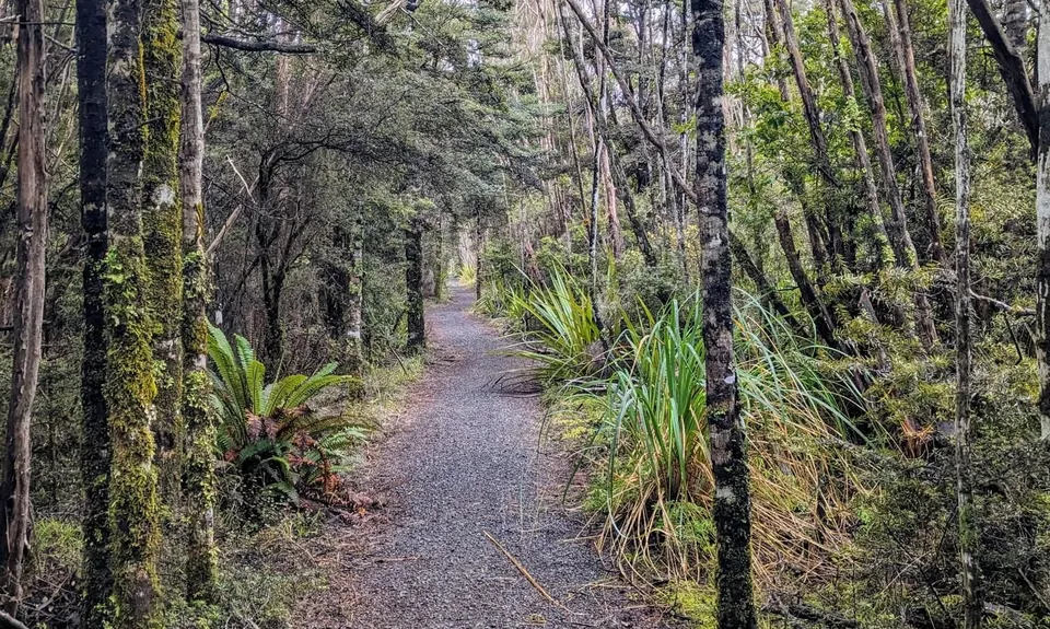 Horopito - Pokaka, Manawatu - Wanganui