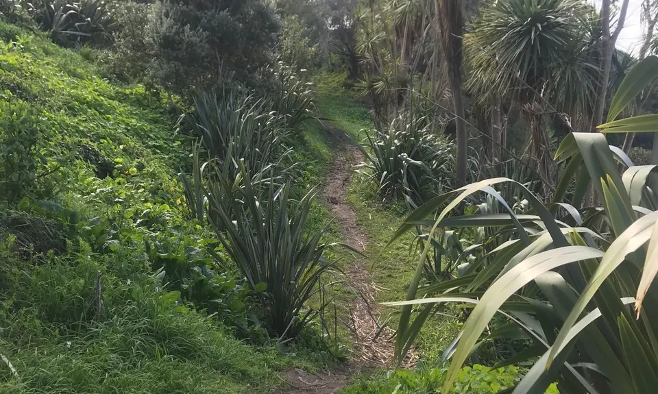 Partial Lunacy Mission, Auckland