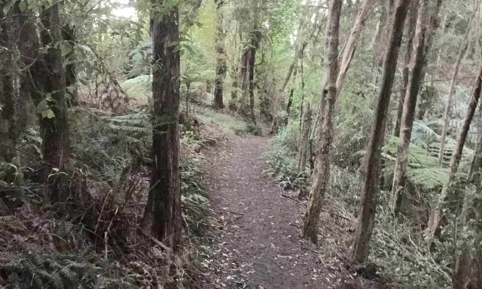 Haruru Falls Trek , Northland