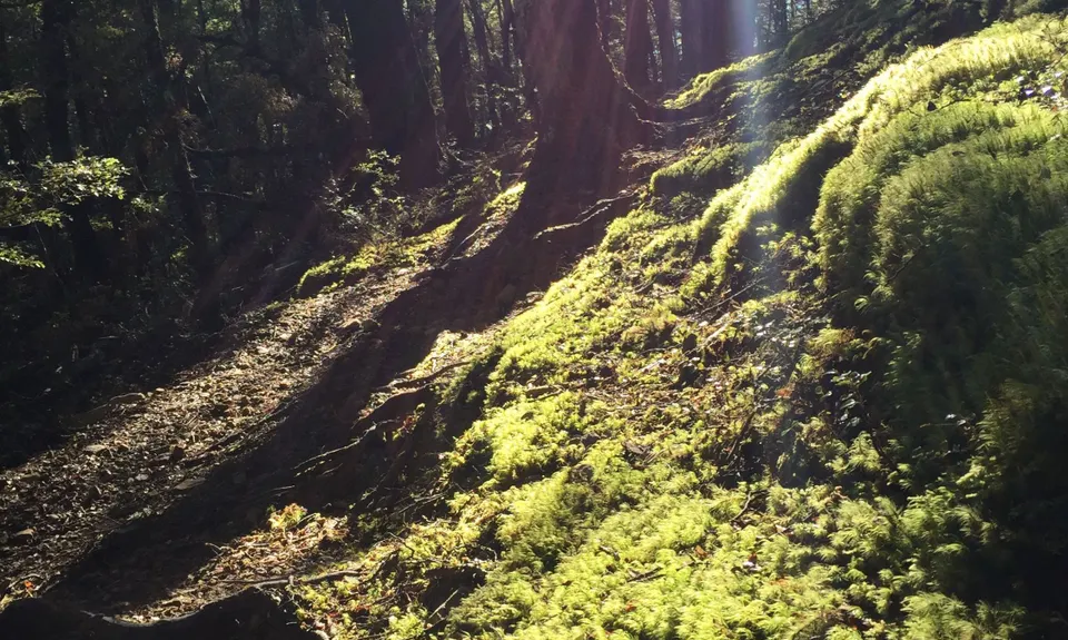 Benmore Hut to the bushline, Canterbury