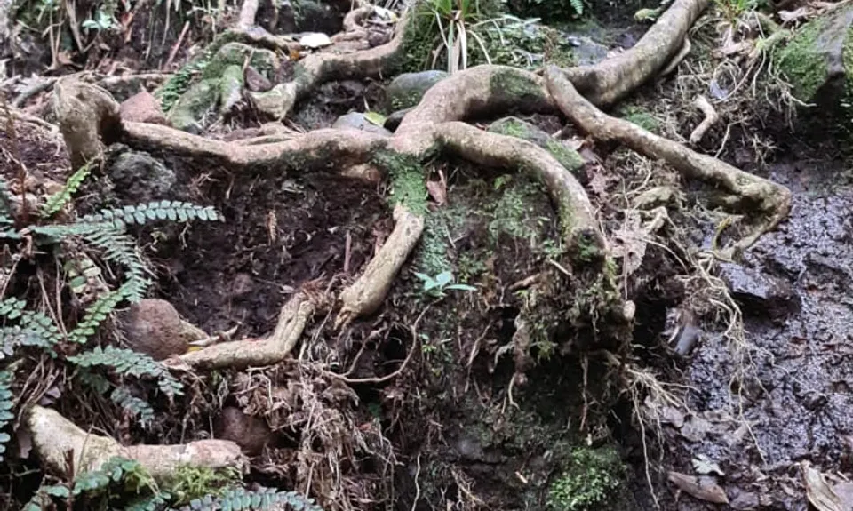 Pirongia Loop of Awesomeness, Waikato