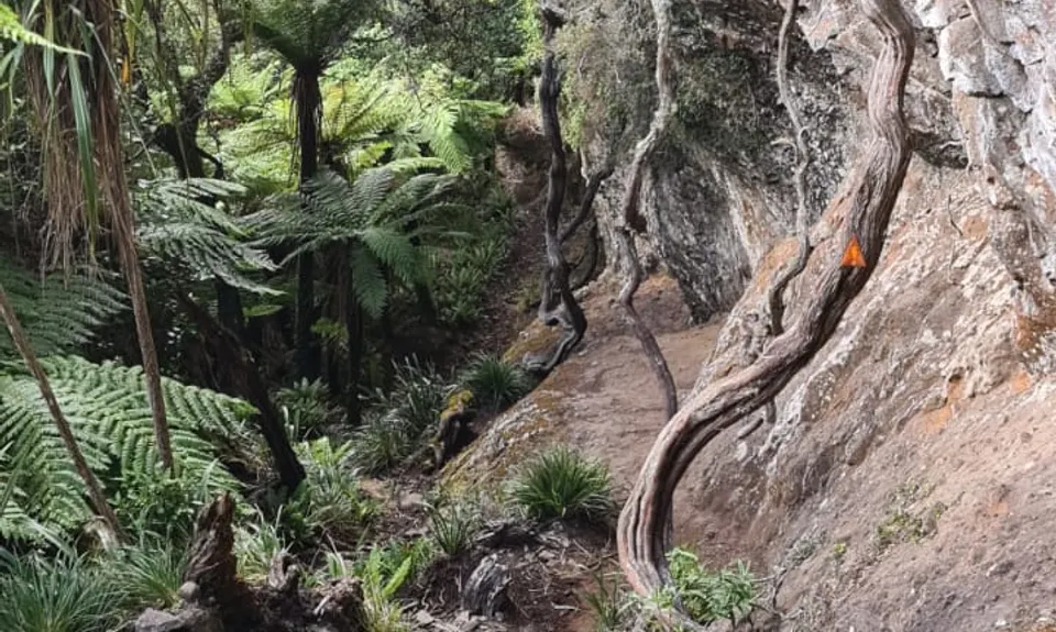 Pirongia Loop of Awesomeness, Waikato