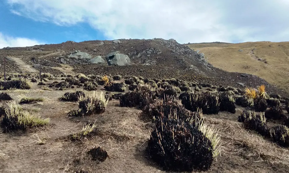 Rock and Pillars Loop , Otago