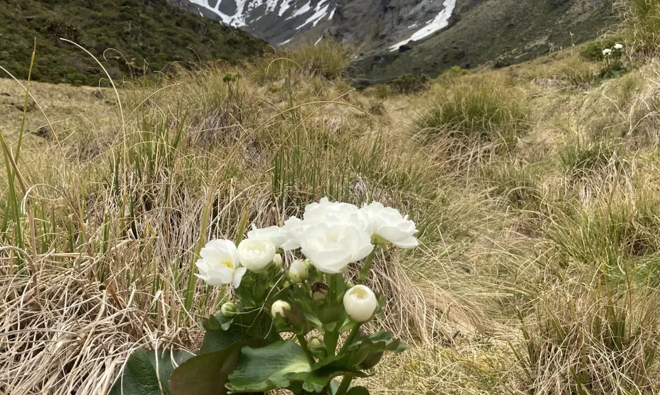 Gillespie Pass Circuit, Otago