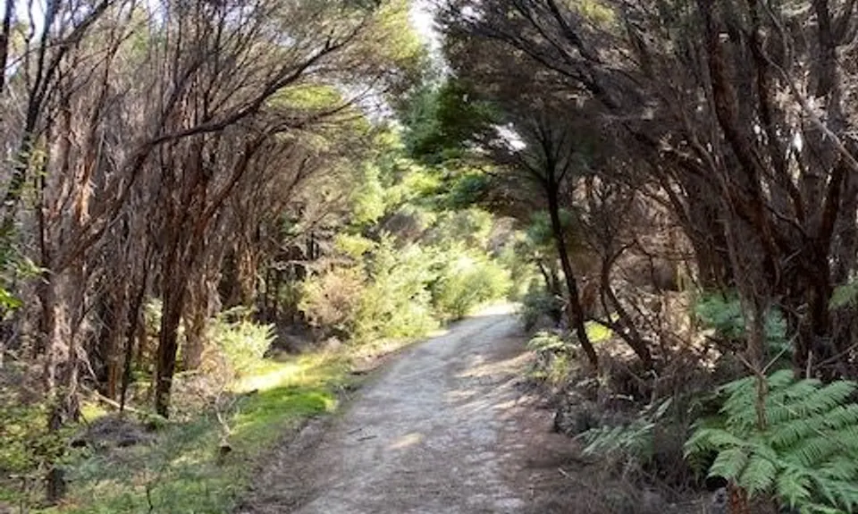 Tawharanui Loops, Auckland