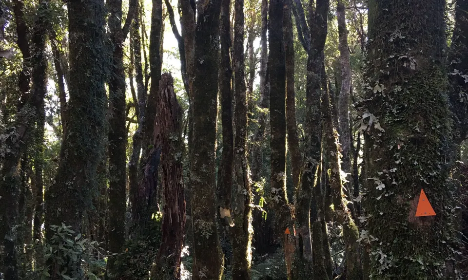 Mount Te Kinga, West Coast