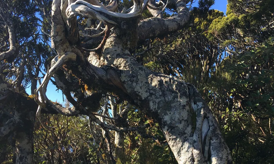 Mount Te Kinga, West Coast
