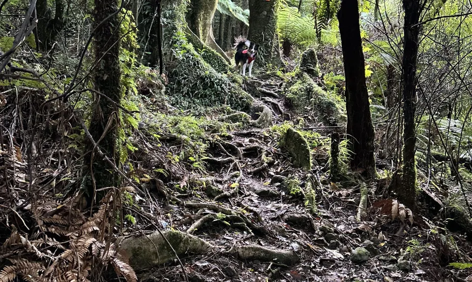Kapakapanui Loop, Wellington